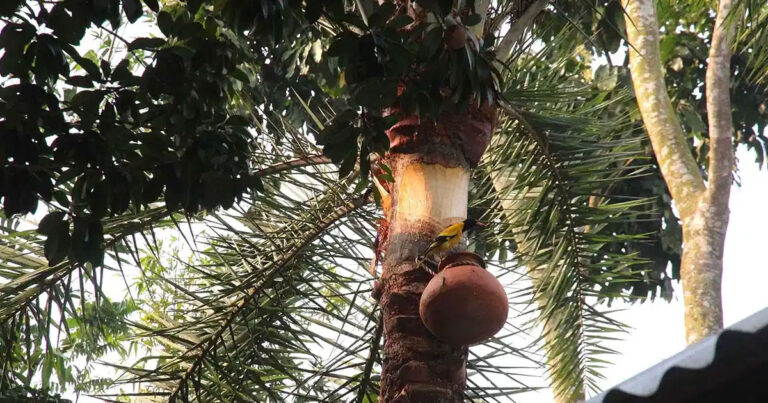 নিপাহ ভাইরাস আক্রান্তের চিকিৎসা হবে যেখানে নিপাহ ভাইরাস আক্রান্তের চিকিৎসা হবে যেখানে