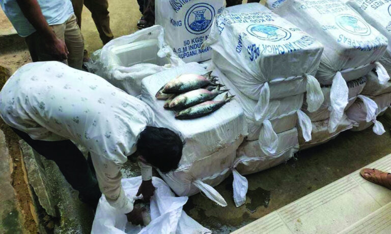 ভারতে পাচারের সময় কুমিল্লায় ৬২০ কেজি ইলিশ জব্দ ভারতে পাচারের সময় কুমিল্লায় ৬২০ কেজি ইলিশ জব্দ